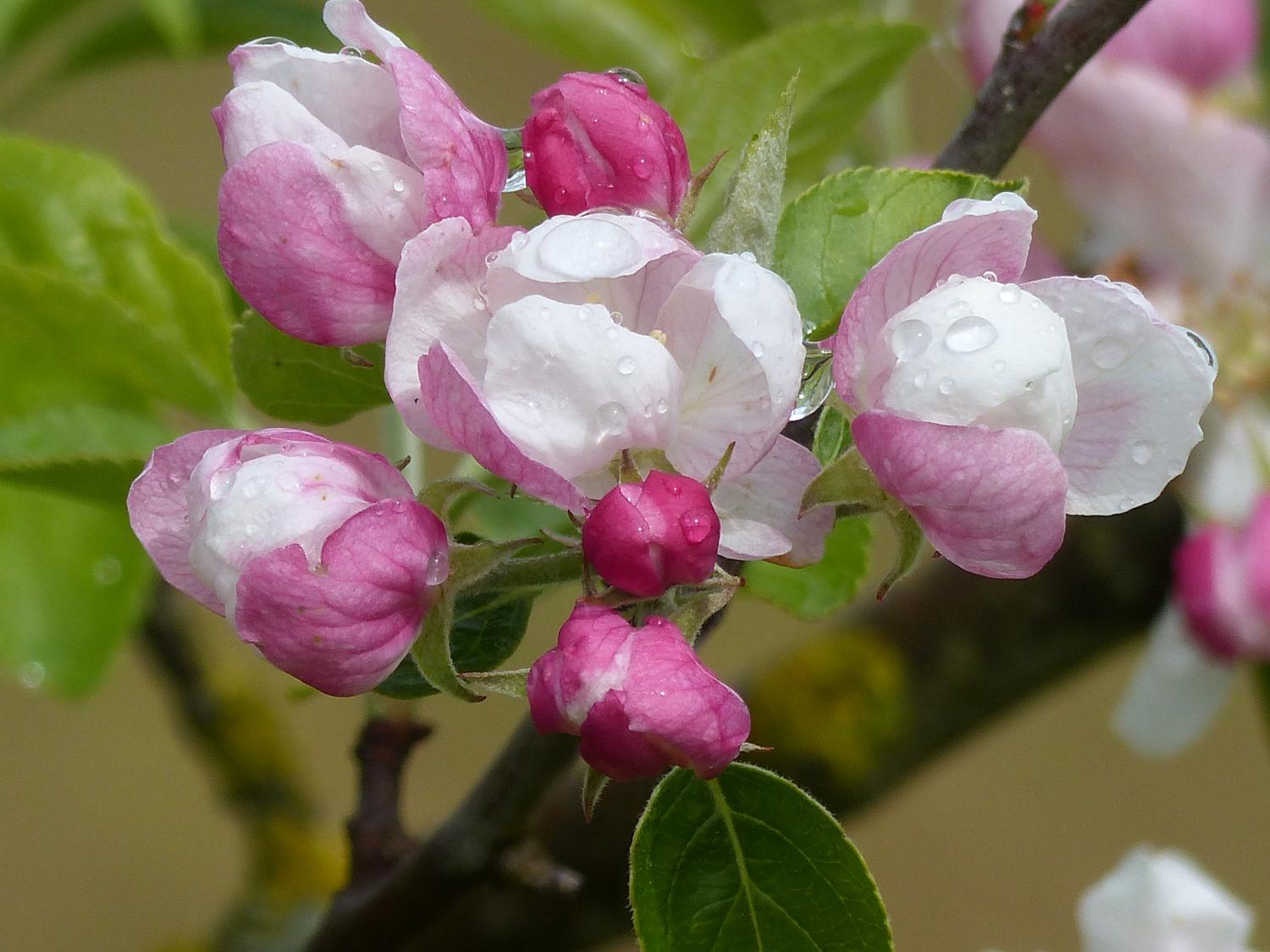Apfelblüte Frühling
