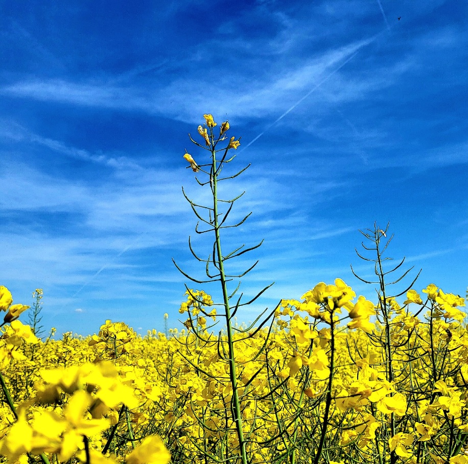 Raps Sommer Himmel Gelb Wärme